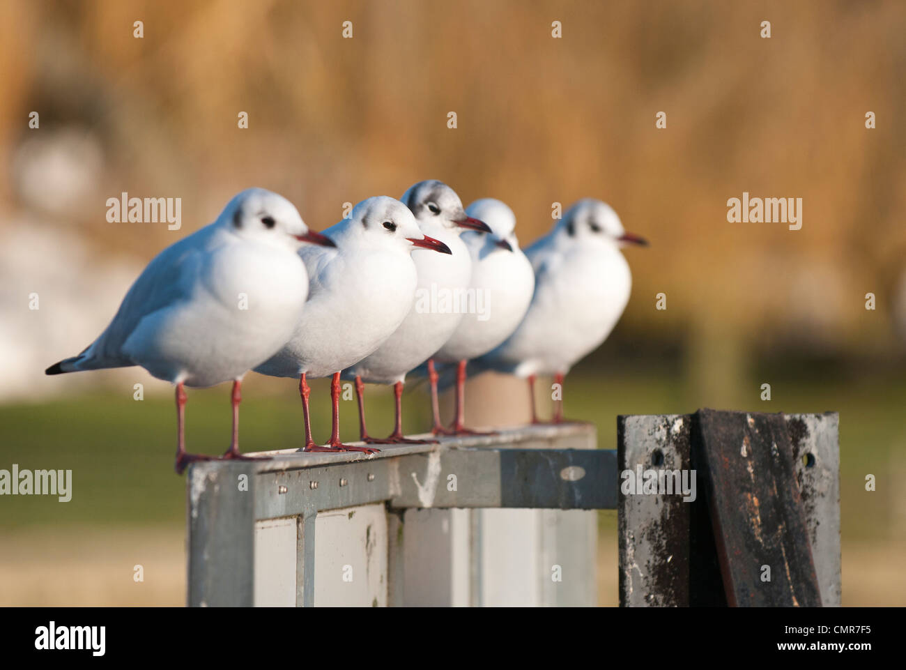 Cinque a testa nera gabbiani appollaiato in una fila sul fiume Tamigi vicino a Henley-on-Thames, Oxfordshire, Regno Unito Foto Stock