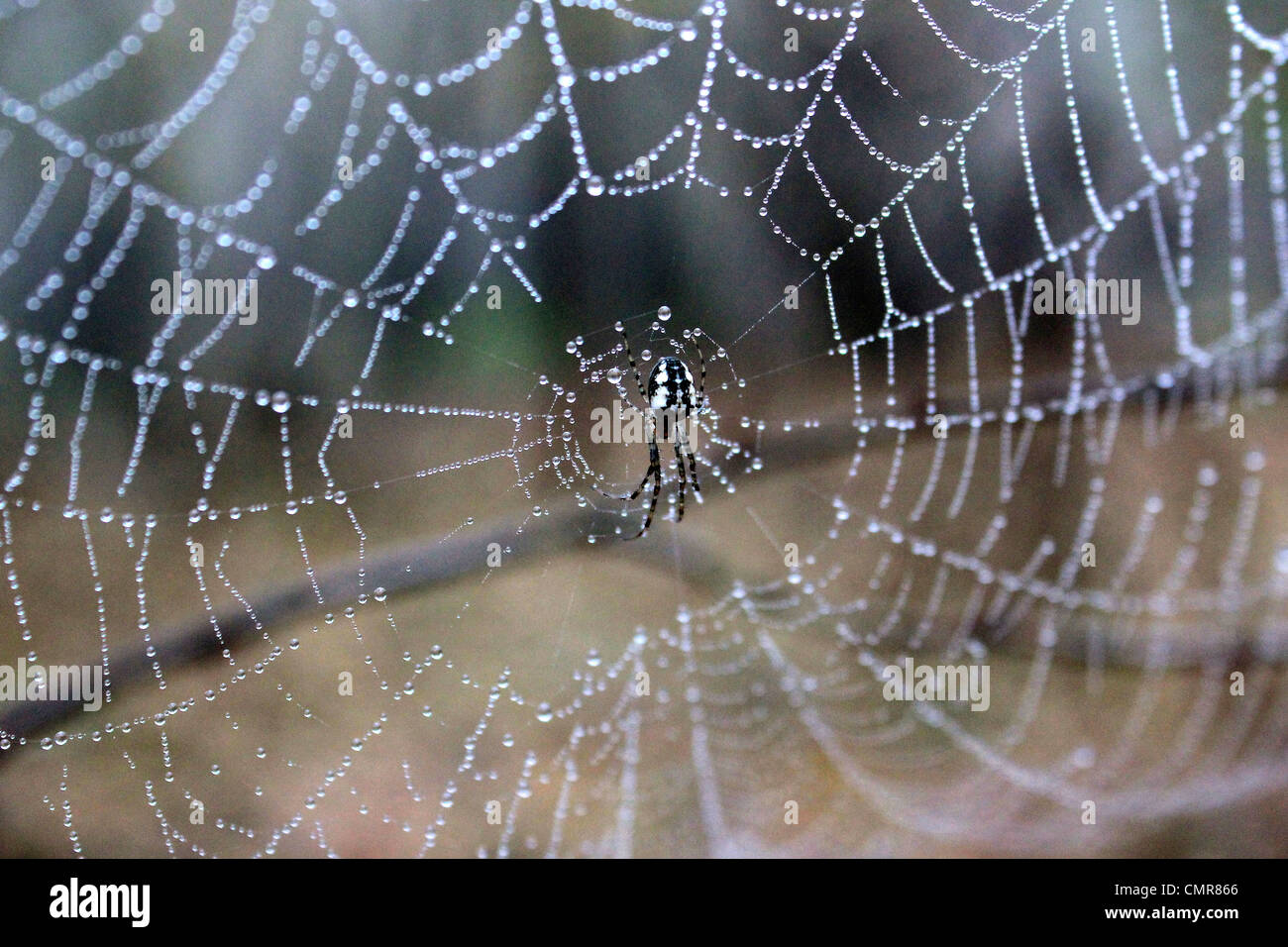 Ragno Foto Stock
