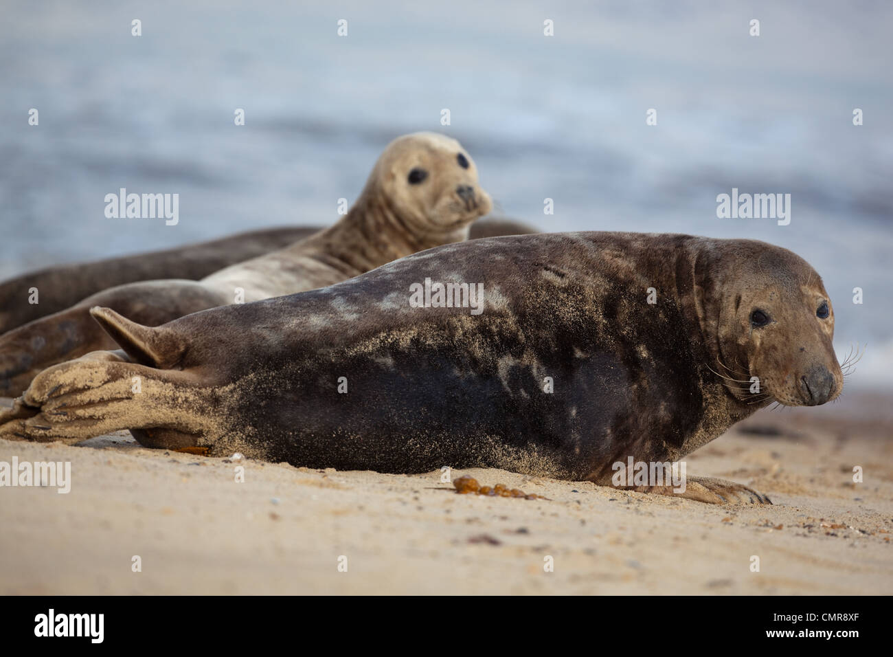 Atlantico o guarnizione grigio (Halichoerus grypus). Torello o maschio. Mucca o femmina dietro. Horsey Beach, North Norfolk. Febbraio. Foto Stock