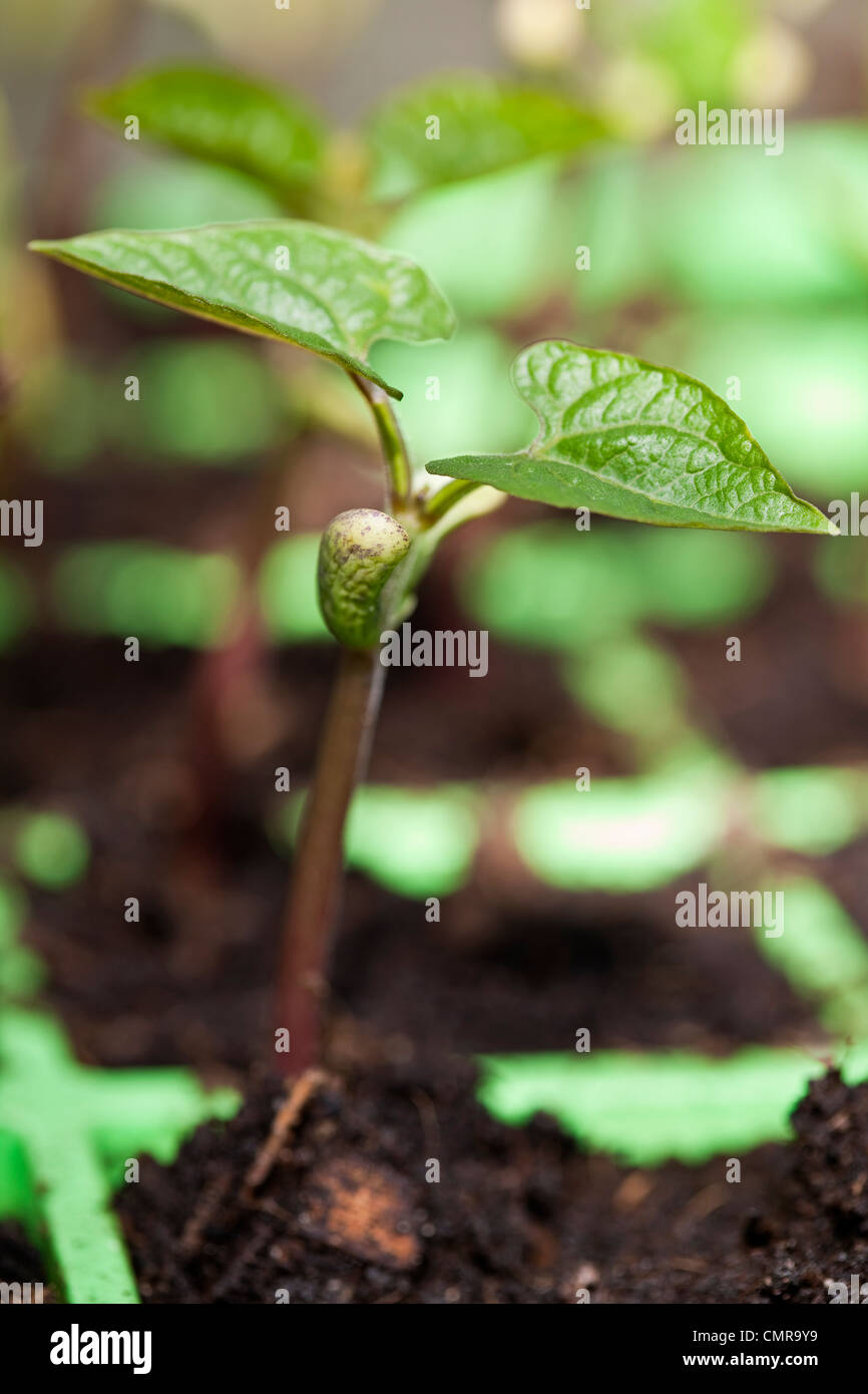 Un bean francese piantina a pochi giorni dopo la germinazione Foto Stock