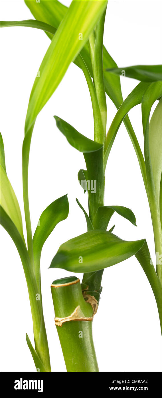 Close up, foglie di bambù fortunato su sfondo bianco, verticale panoramica Foto Stock