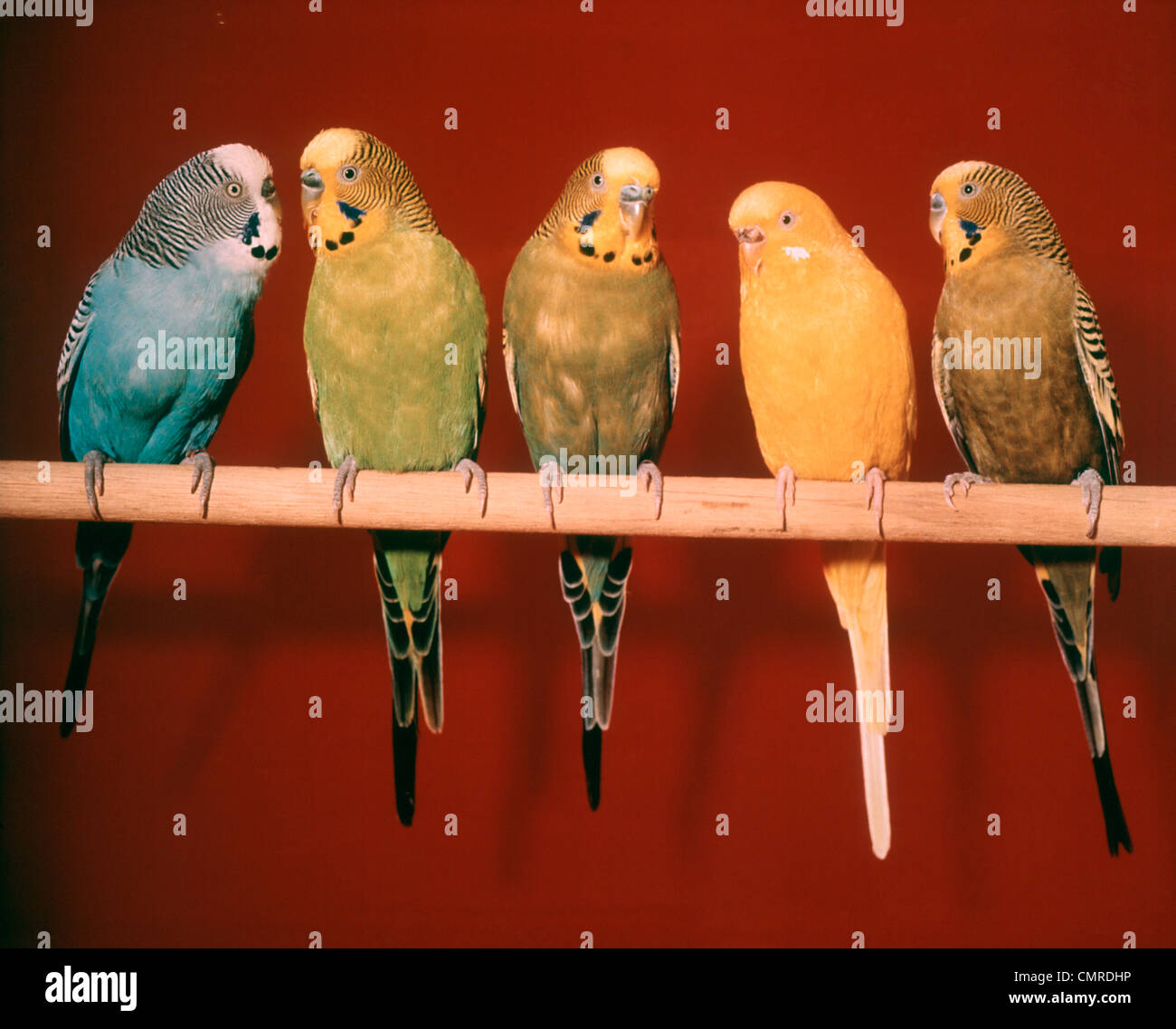 Anni Settanta un gruppo di cinque animali parrocchetti arroccato contro lo sfondo rosso Foto Stock