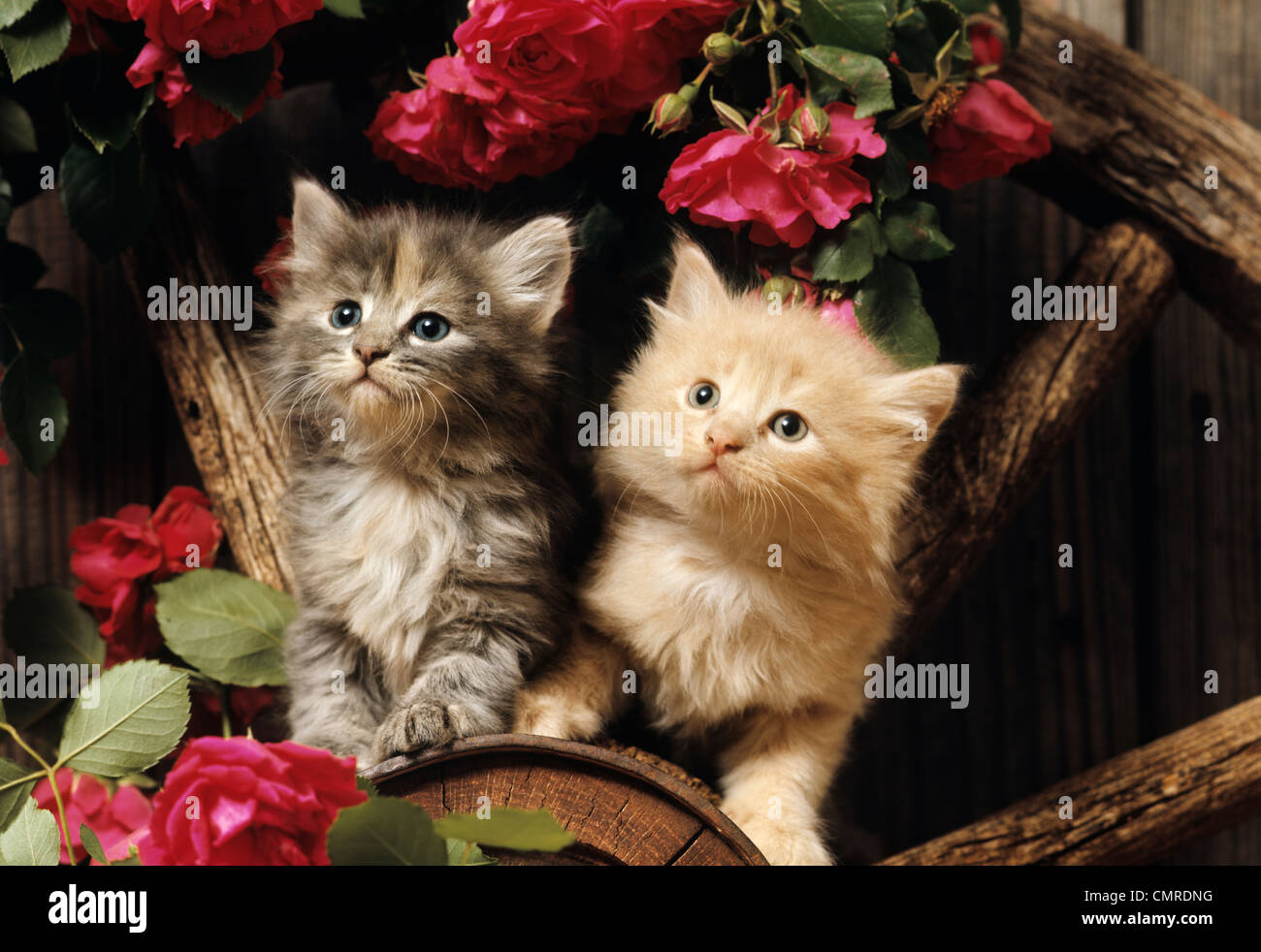 Anni ottanta due gattini arrampicata sulla ruota del carro in mezzo wild rose rosse Foto Stock