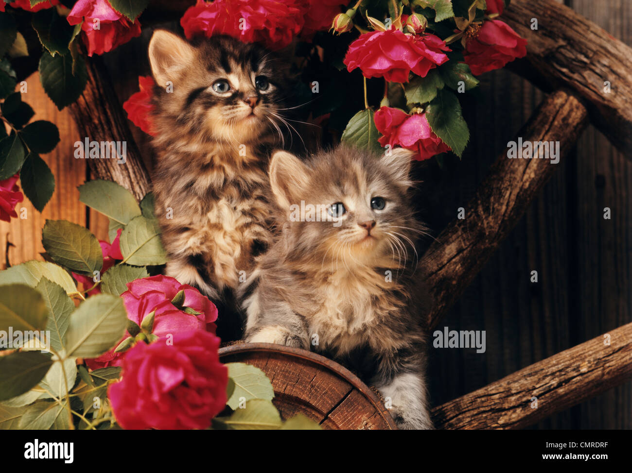 Anni ottanta due gattini arrampicata sulla ruota del carro in mezzo WILD rose rosse Foto Stock