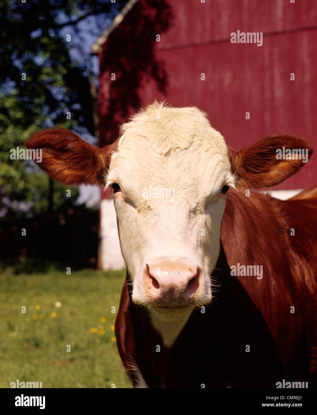 Anni ottanta HEREFORD mucca da granaio rosso guardando la fotocamera Foto Stock