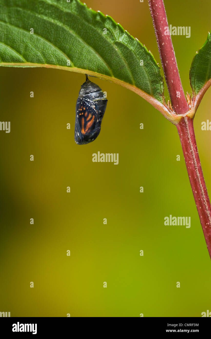 Trasparente farfalla monarca crisalide mostra assaggio della farfalla per adulti che potrà emergere. Estate, NS, serie di 5 immagini. Foto Stock