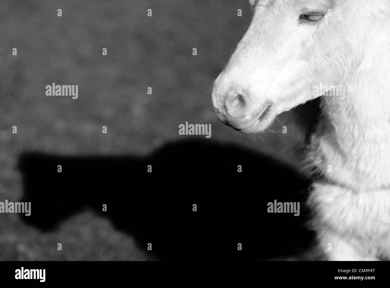 Un piccolo bianco moulting Welsh pony di montagna Foto Stock