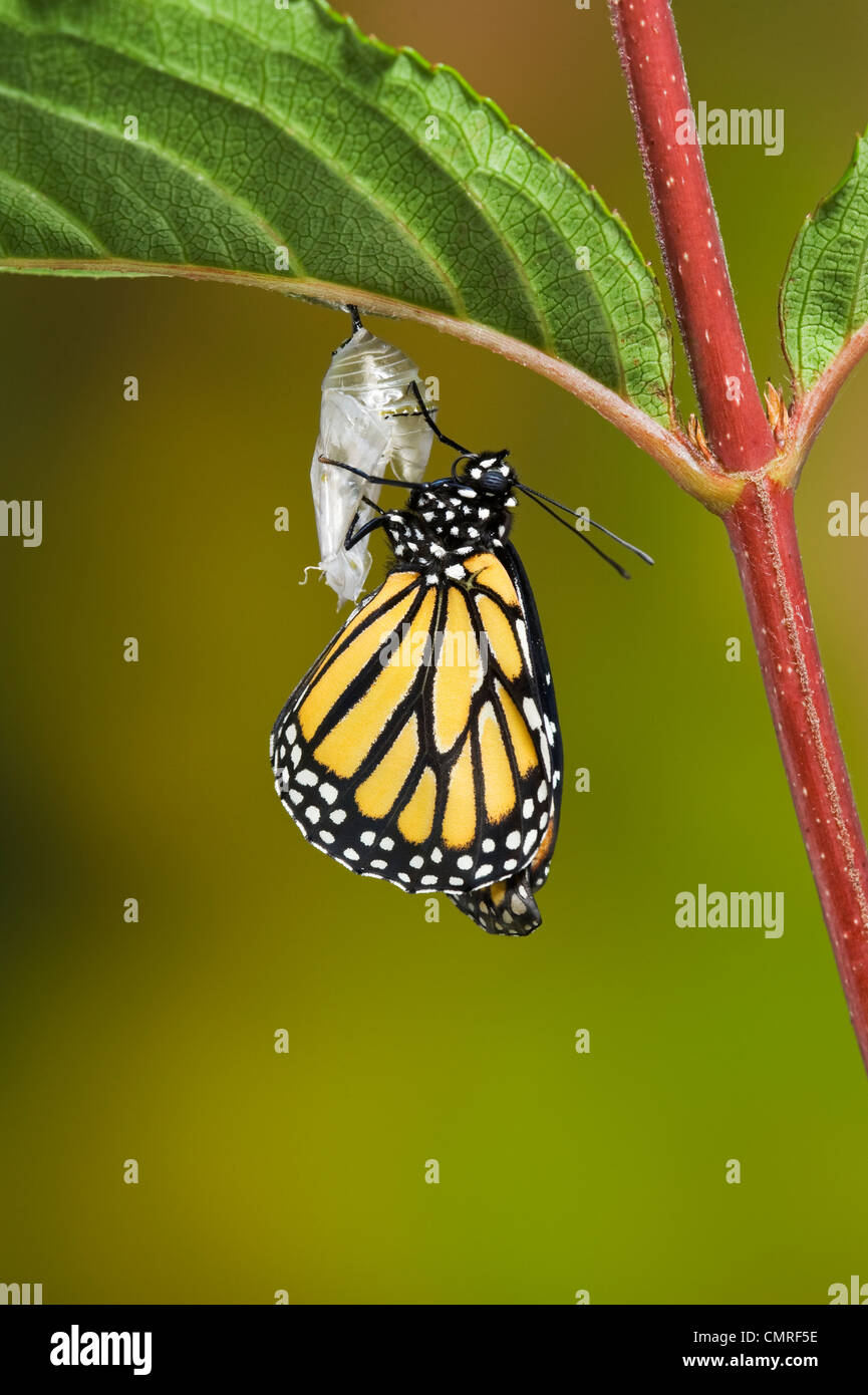 Adulto farfalla monarca si blocca su Crisalide vuota di meconio pompa dall'addome in ali, estate, NS, serie di 5 immagini. Foto Stock