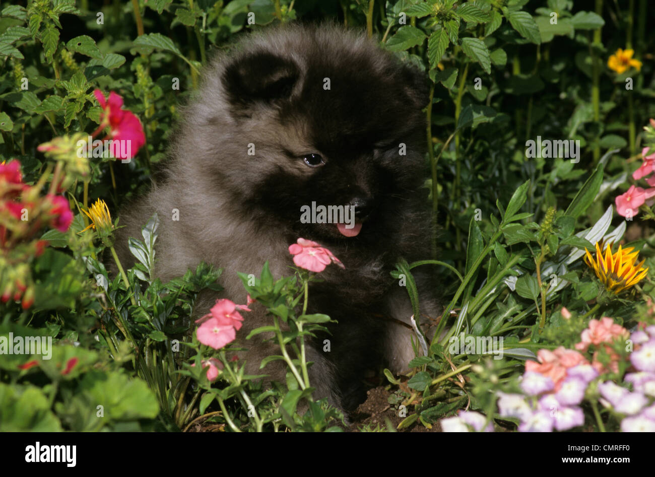 Anni Novanta KEESHOND Puppy Dog sitter in fiori Foto Stock