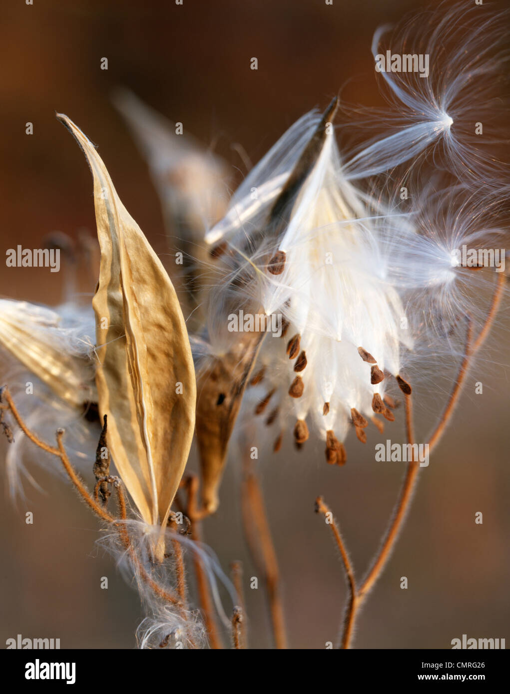 Anni Settanta esplodendo MILKWEED PODS ES semi soffiando nel vento Foto Stock