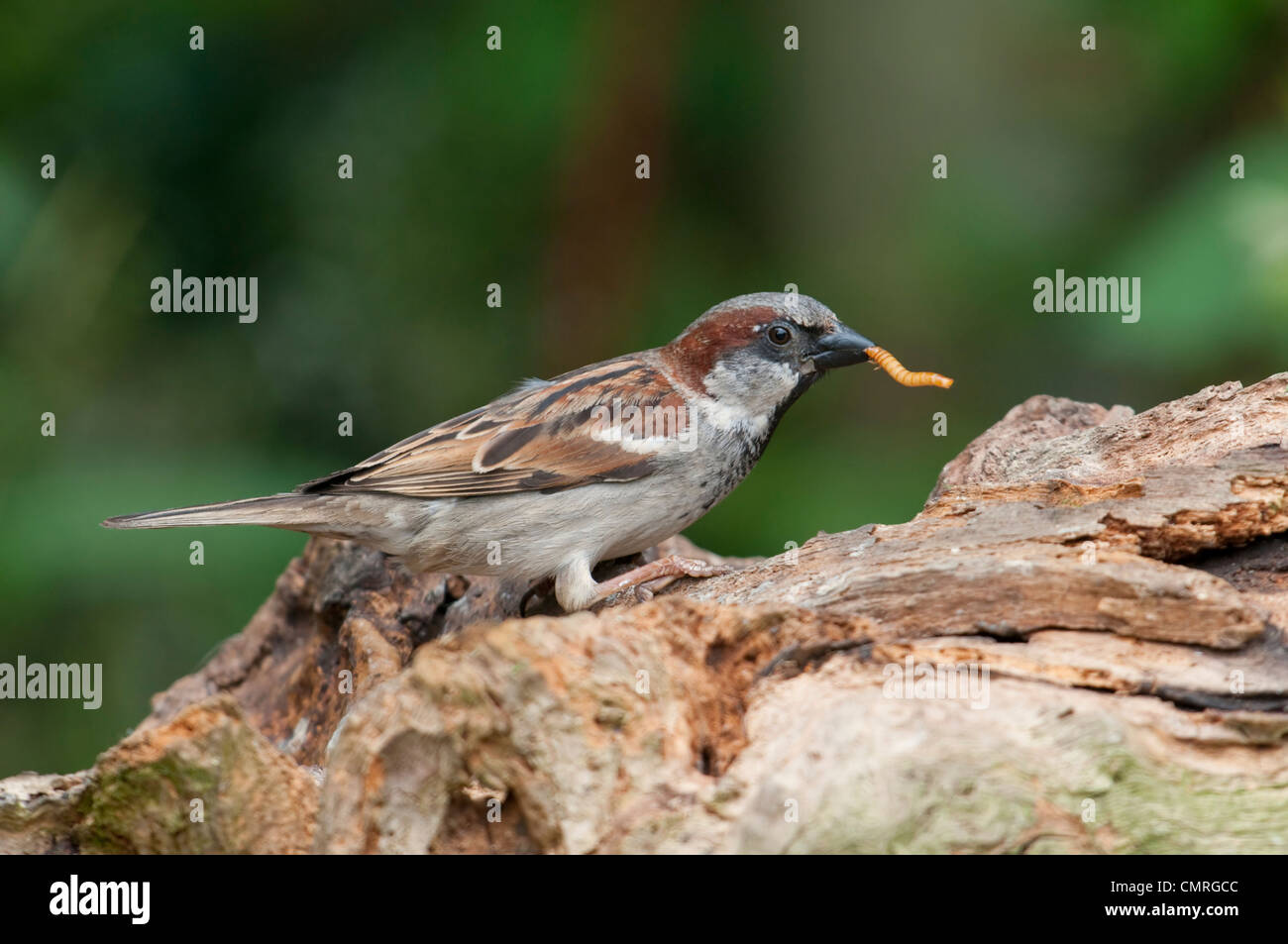 Maschio di casa passero con pasto worm nel becco appollaiato sul log vecchi. Hastings, Sussex, Regno Unito Foto Stock