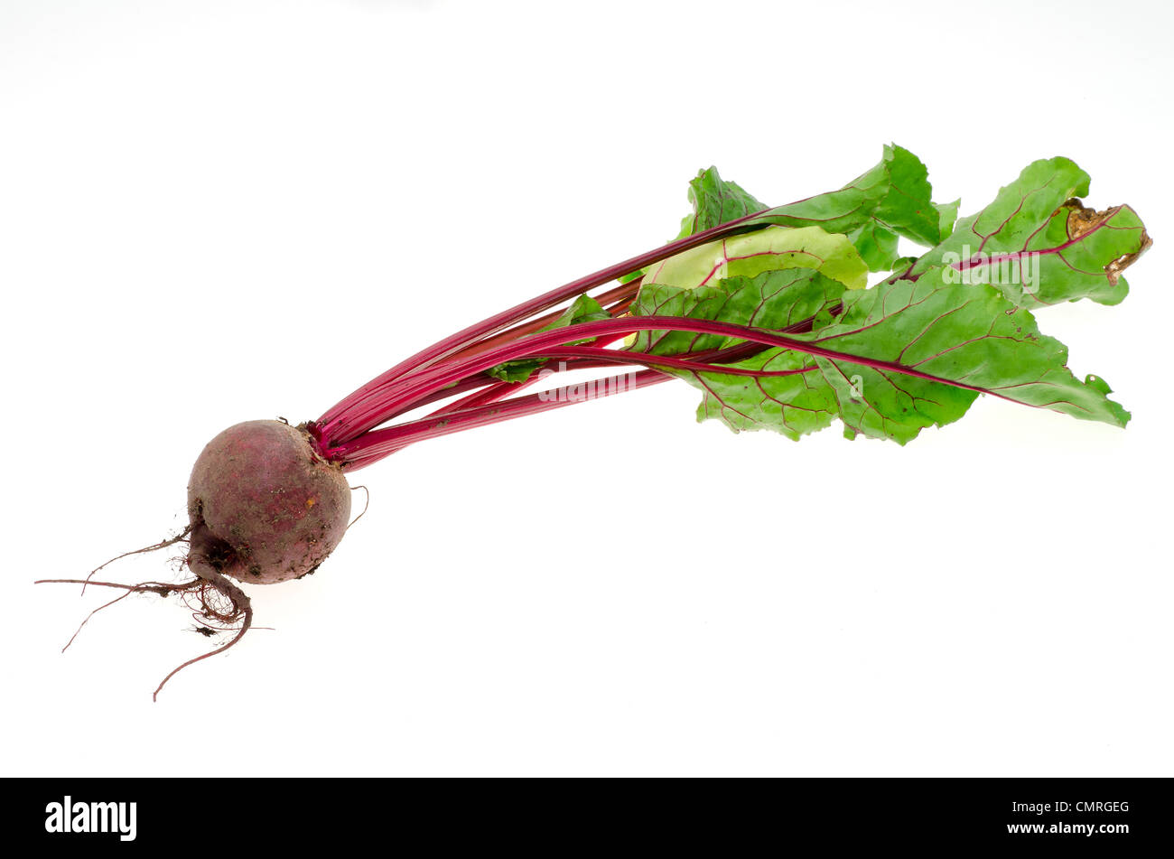 La barbabietola rossa fresca appena scavato dal giardino - studio shot con uno sfondo bianco Foto Stock