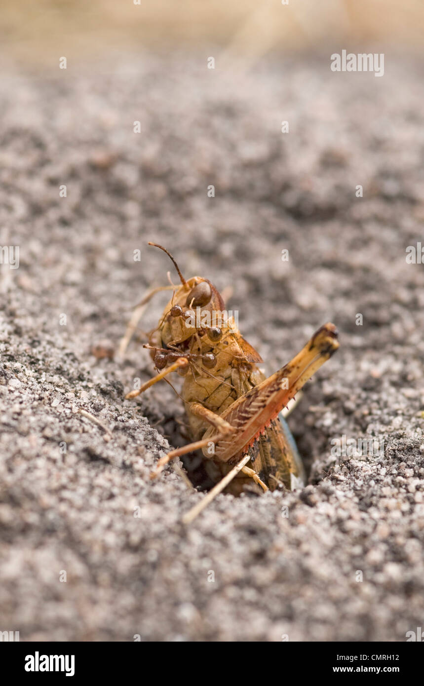 Imbuto formiche tirando la peste australiana locust nel nido Foto Stock