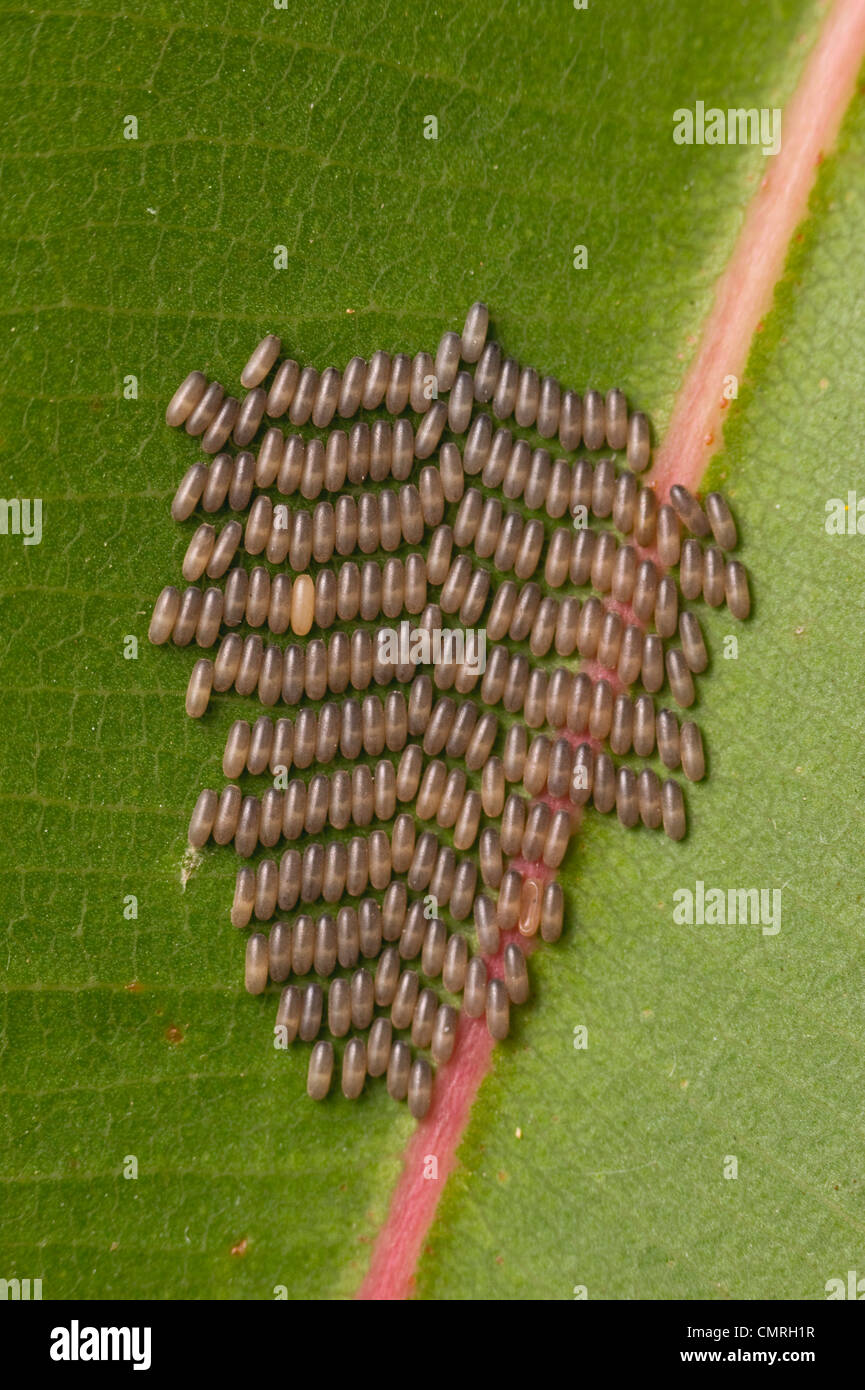 Rapinatore volare le uova sulla gengiva foglia d'albero Foto Stock