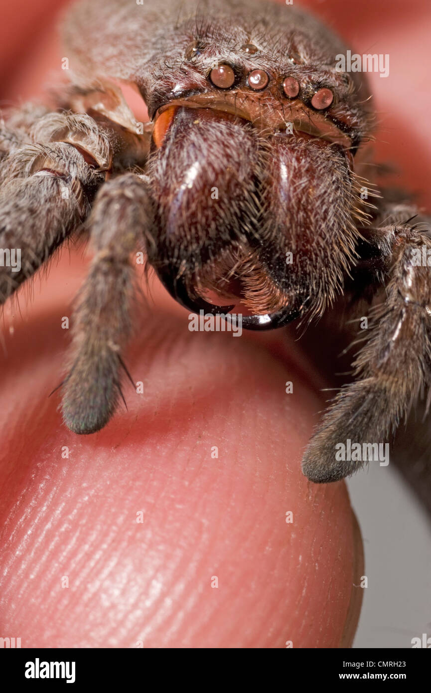 Scary spider close-up? Non si tratta di un cast off spider pelle Foto Stock