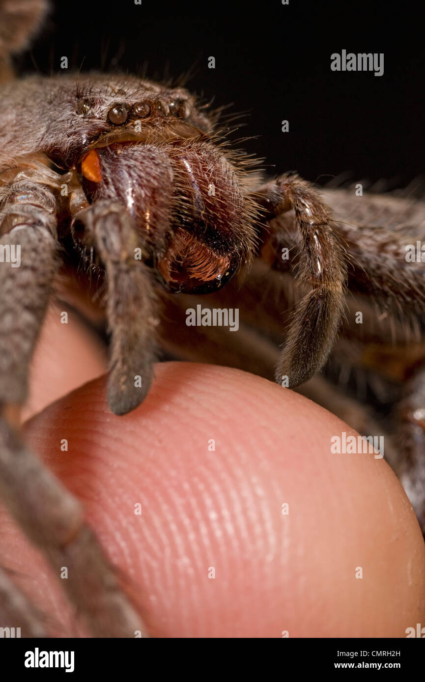 Scary spider close-up? Non si tratta di un cast off pelle Foto Stock