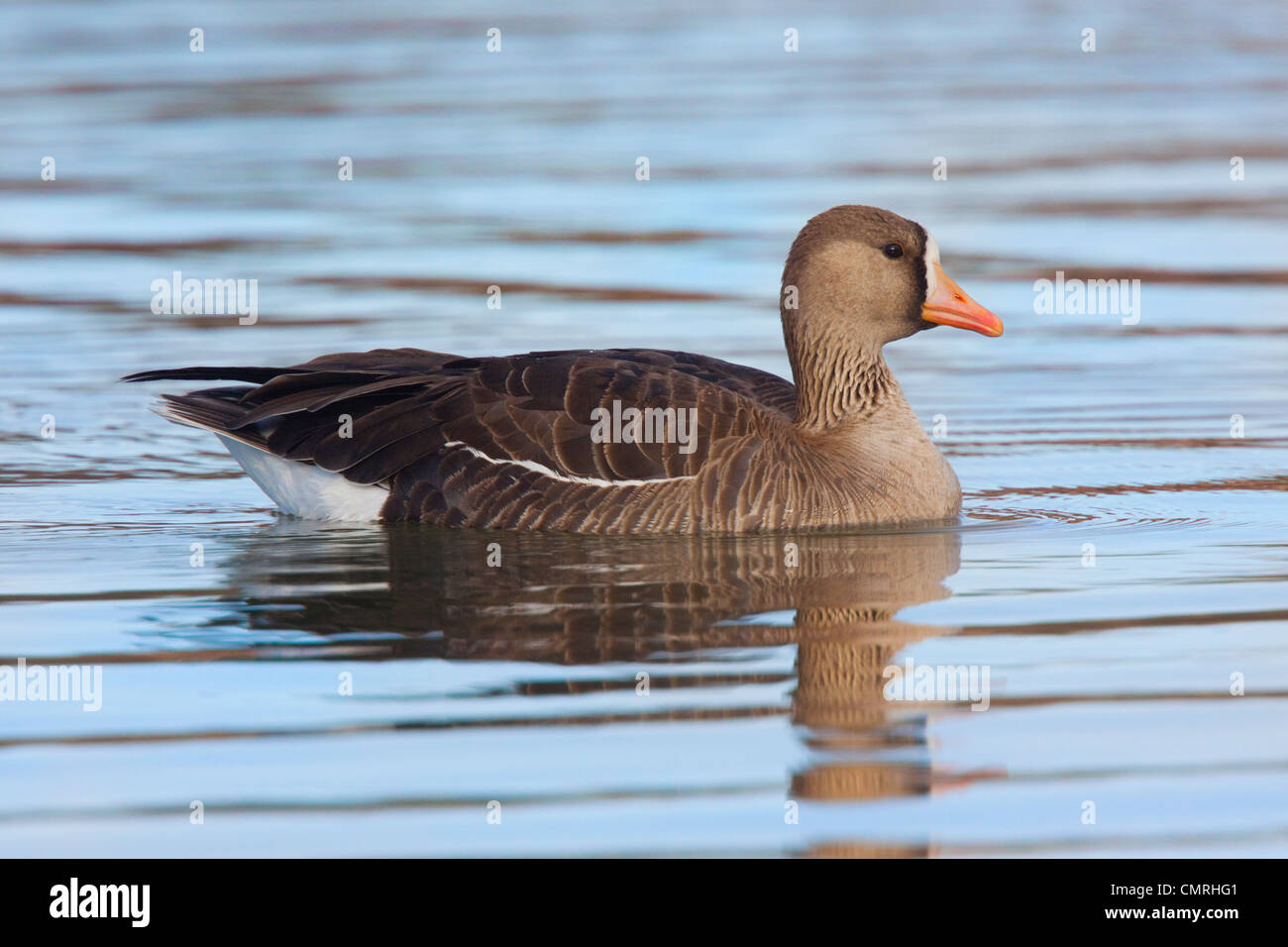 Maggiore bianco-fronteggiata Goose Anser albifrons Tucson, Arizona, Stati Uniti 22 marzo adulto anatidi Foto Stock