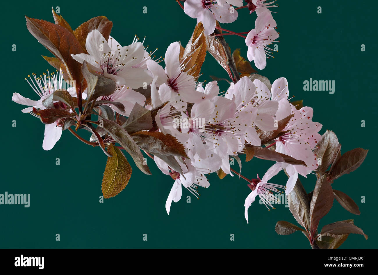 Close-up di un ramo del Prunus Pissardi susino Foto Stock