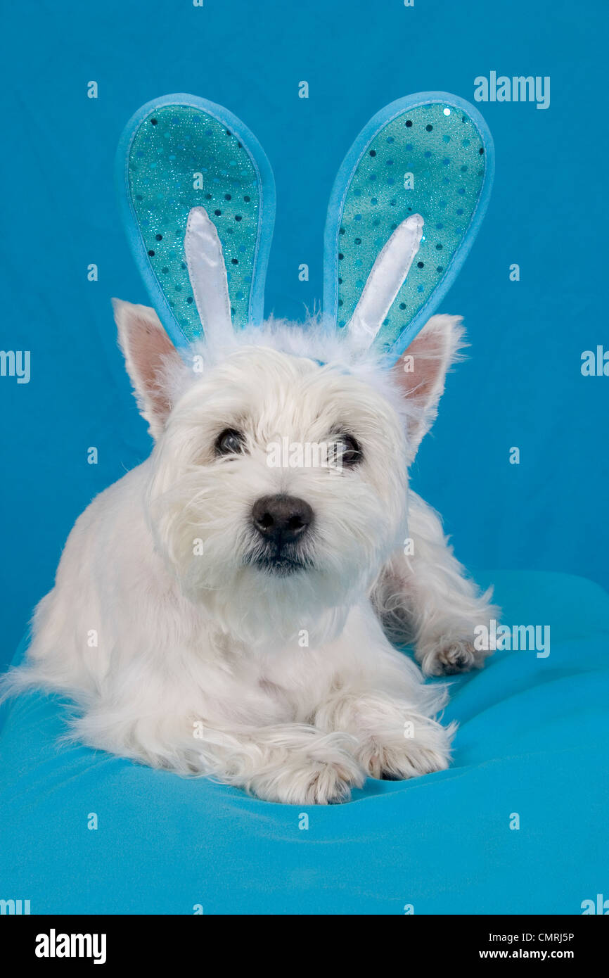 Adulto femmina West Highland terrier cane indossando orecchie di coniglietto per vacanze di Pasqua. Foto Stock