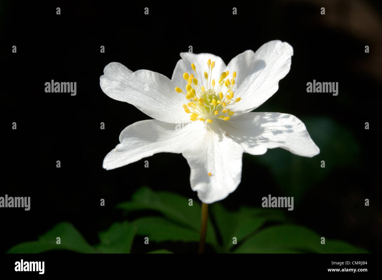Close up di legno Anemone nel sole di primavera Foto Stock
