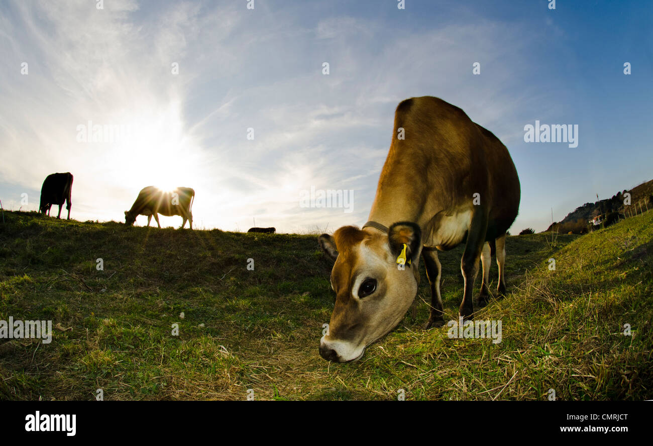 Jersey mucca nel campo Foto Stock