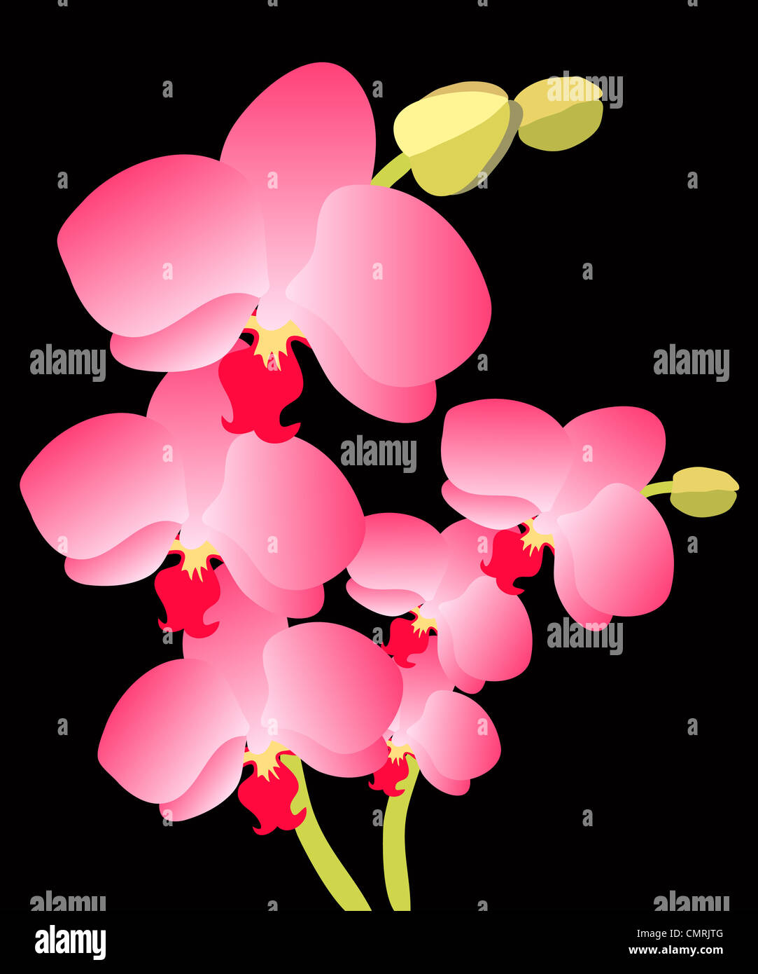 Rosa fiori di orchidea illustrazione su nero Foto Stock