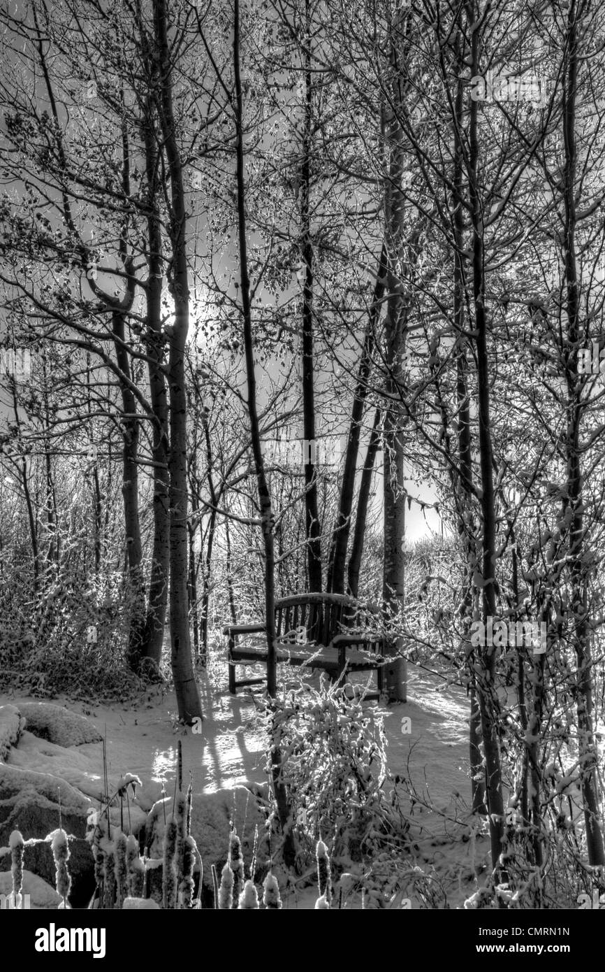 Un Aspen Grove retro illuminata con il sole invernale Foto Stock