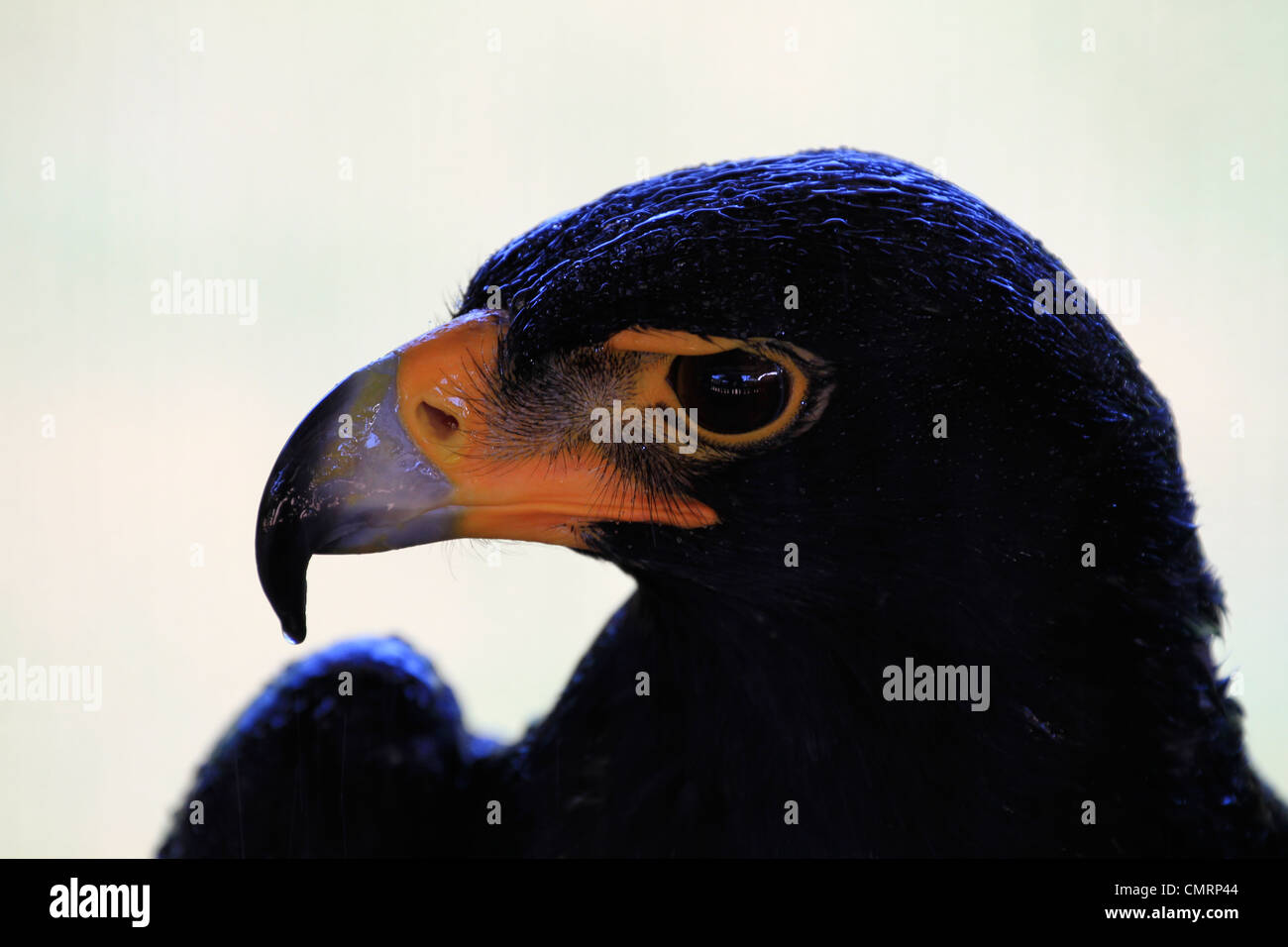 Verreaux's eagle (aquila verreauxii), noto anche come noto come la black eagle ad eagle incontro a spier wine estate. Foto Stock