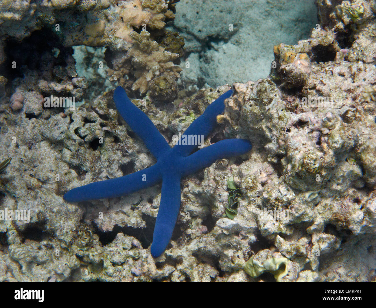 Blue Sea Star (Linckia laevigata), il litorale di corallo, Viti Levu, Figi e Sud Pacifico Foto Stock