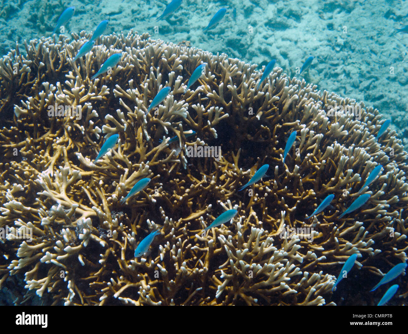 Chromis verde, il litorale di corallo, Viti Levu, Figi e Sud Pacifico Foto Stock
