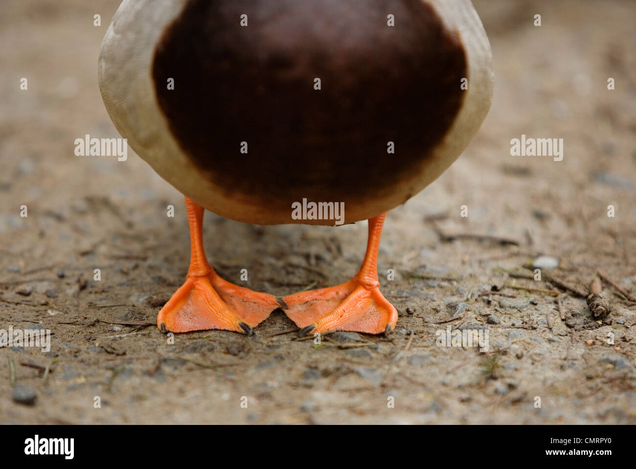 Mallard Duck piedi nel Delta, British Columbia Foto Stock