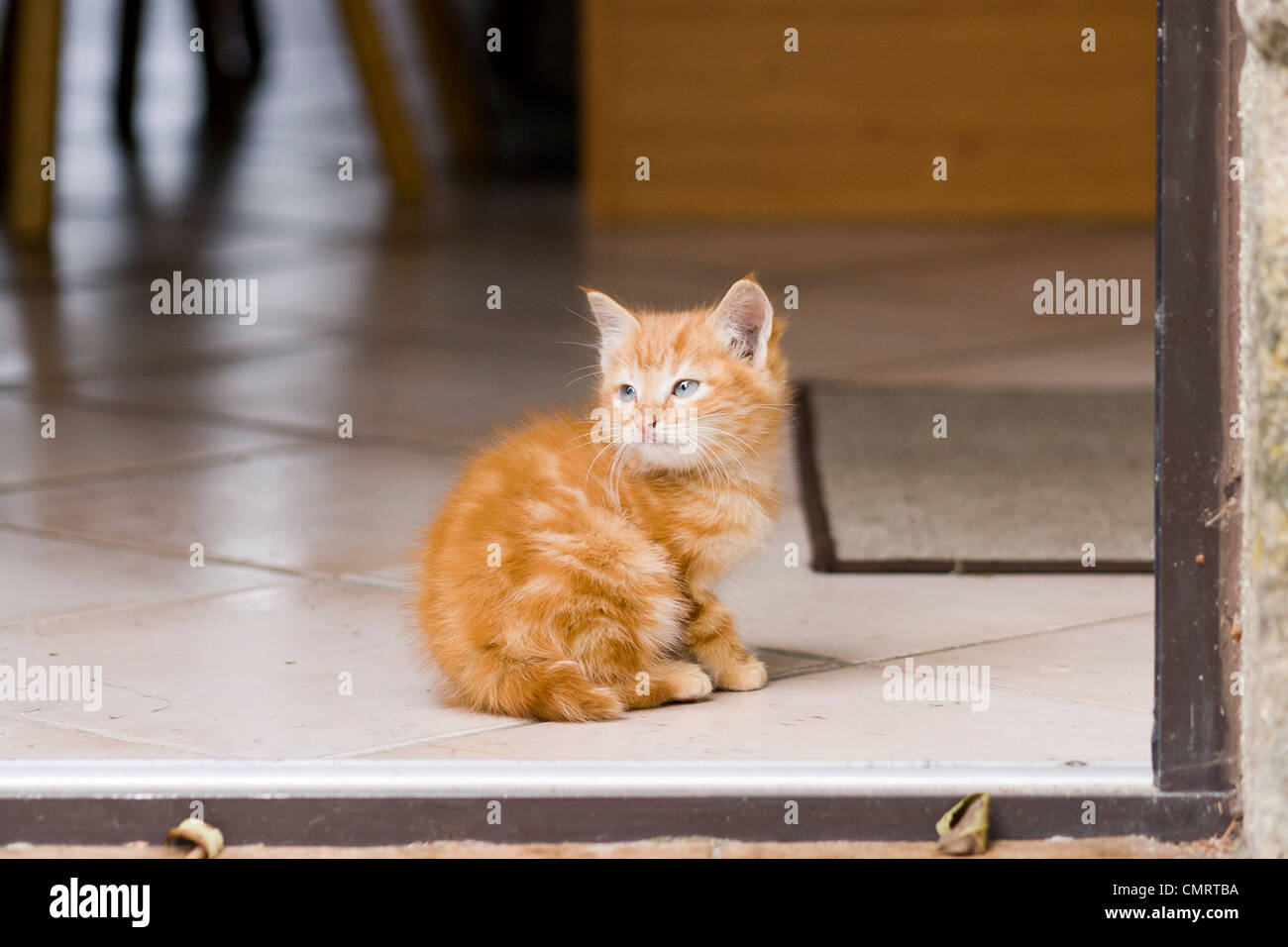 Lo zenzero solitario gattino Foto Stock