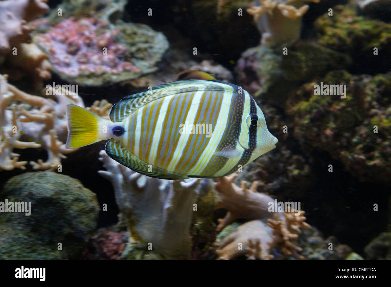 Sailfin tang (Zebrasoma veliferum), Kula Eco Park, il litorale di corallo, Viti Levu, Figi e Sud Pacifico Foto Stock