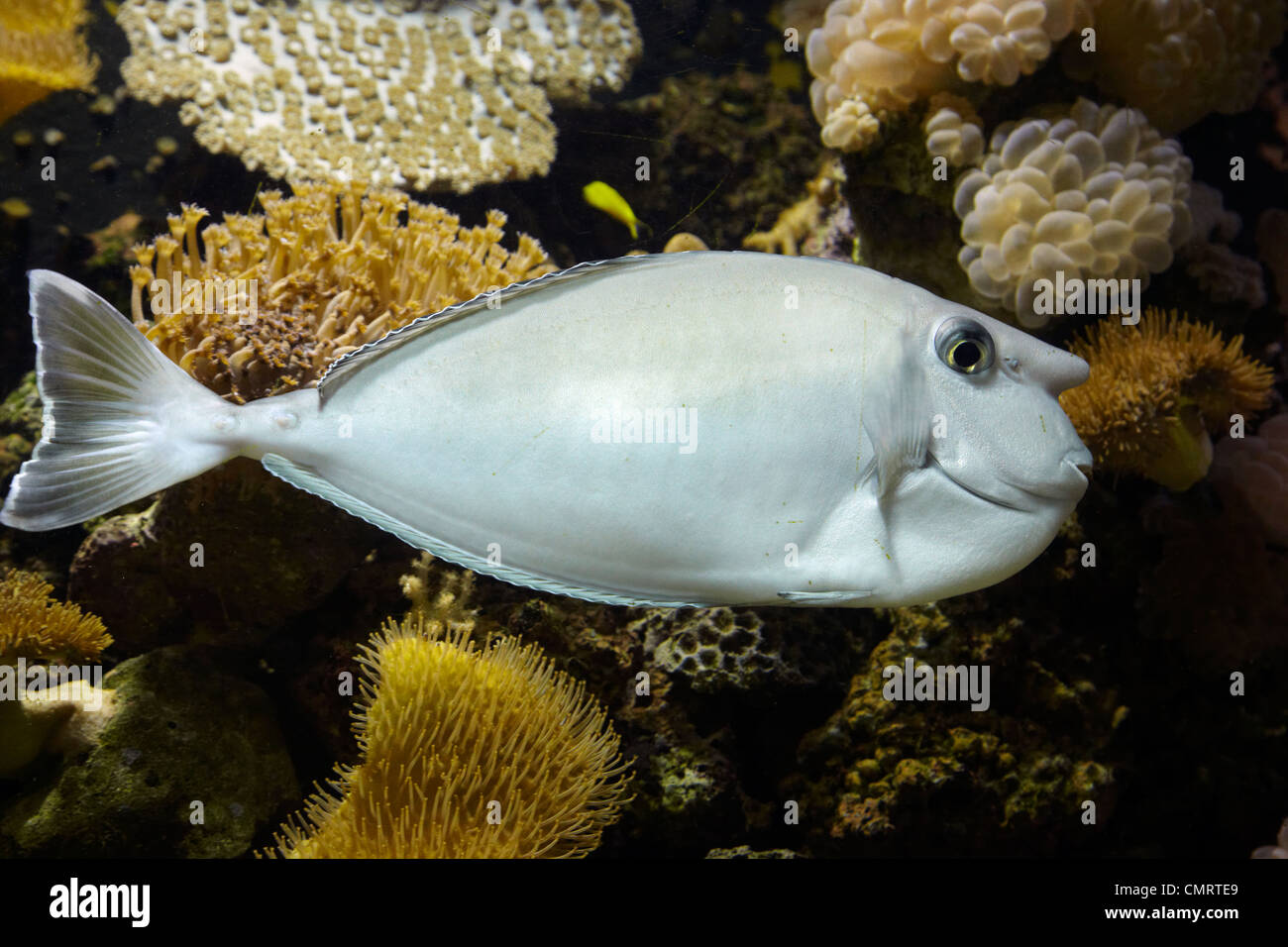 Unicornfish (Naso sp)e corallo, Kula Eco Park, il litorale di corallo, Viti Levu, Figi e Sud Pacifico Foto Stock