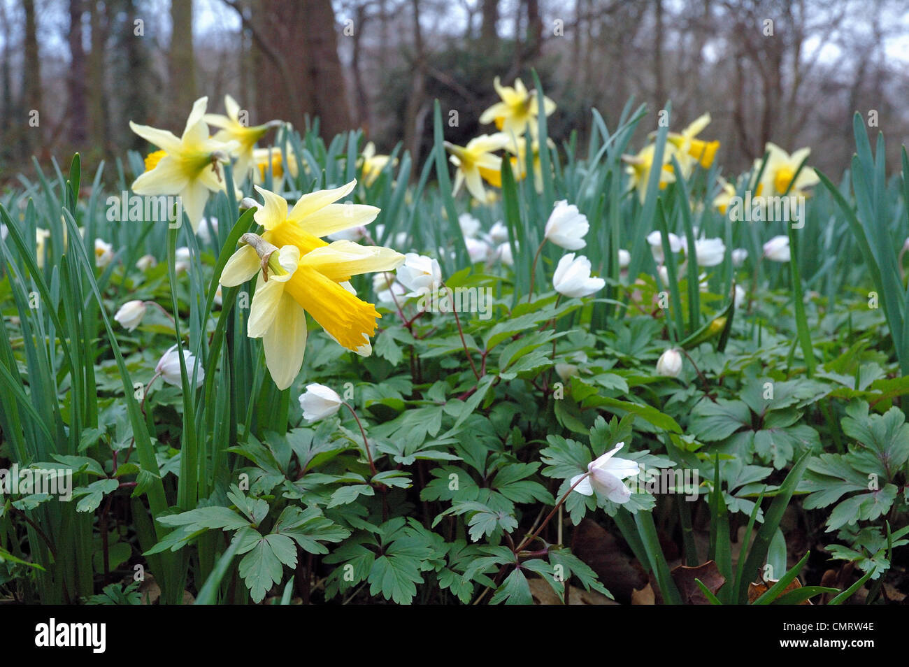 I narcisi selvatici Narcissus pseudonarcissus legno Anemone Anemone nemorosa , Lesnes Abbey Wood Bexley Kent England Regno Unito Foto Stock