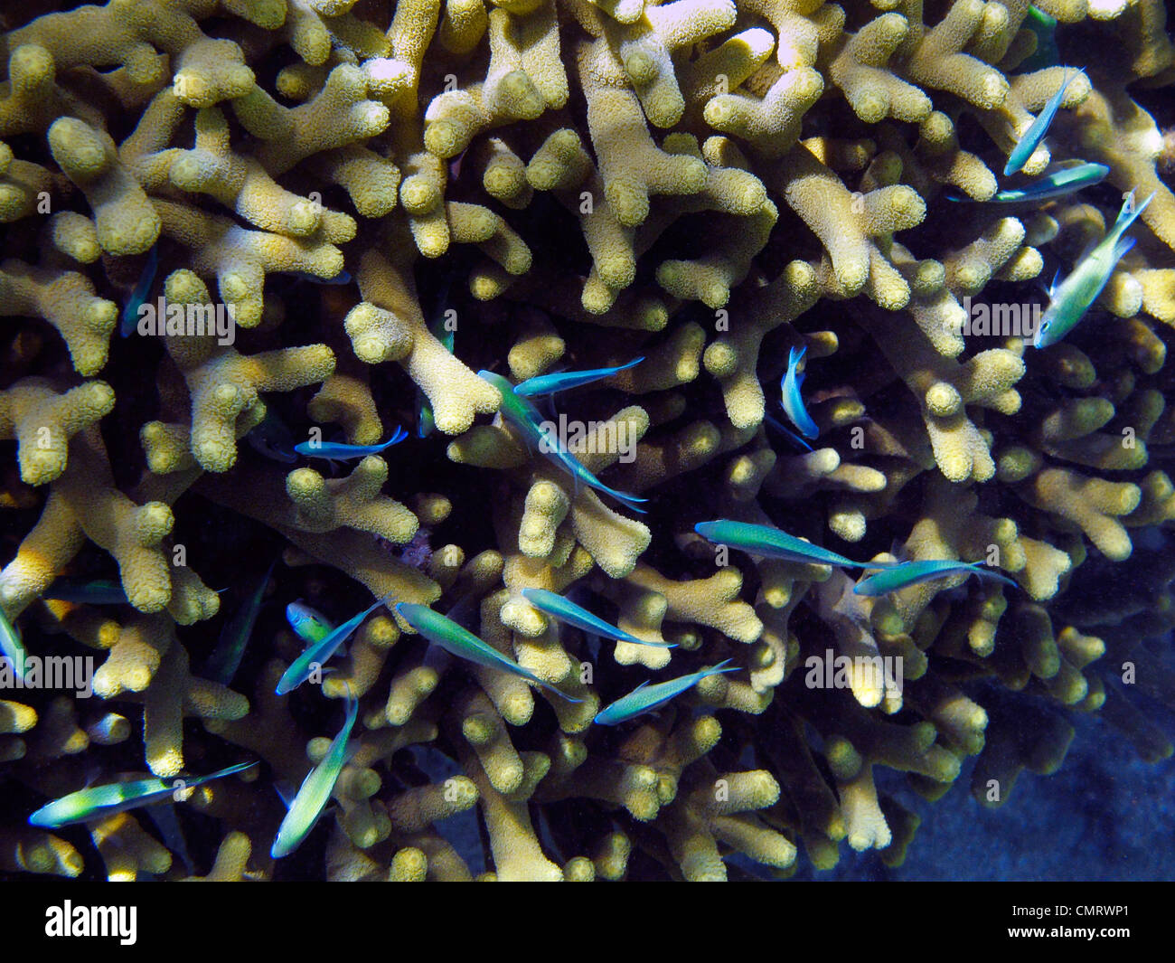 Castagnole e corallo, Coral Coast, Viti Levu, Figi e Sud Pacifico Foto Stock