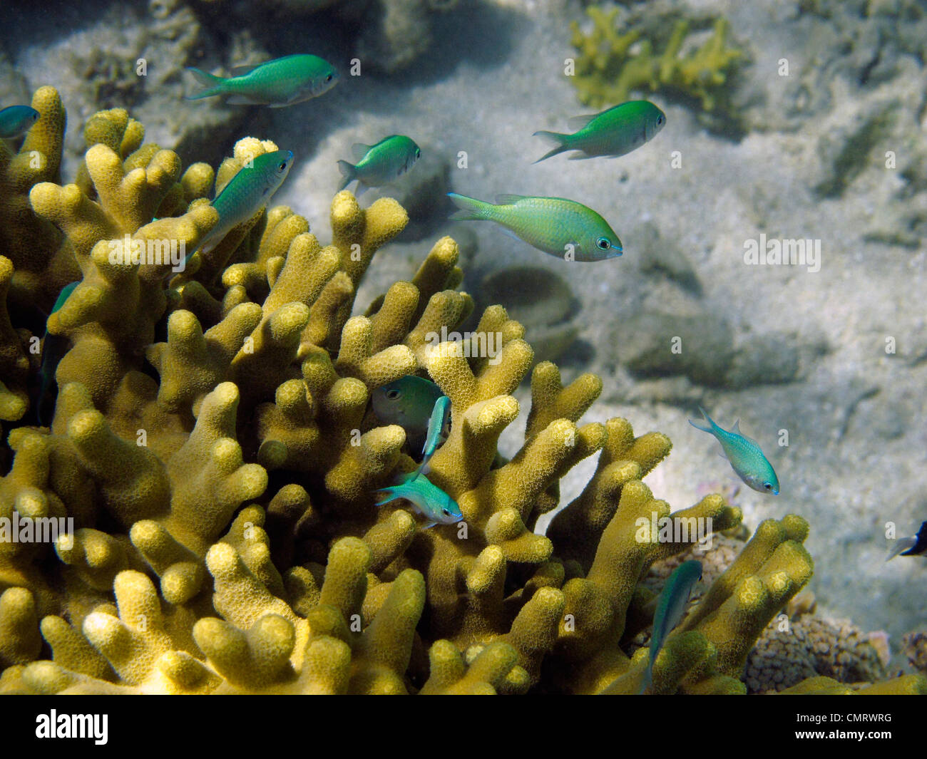 Chromis verde, il litorale di corallo, Viti Levu, Figi e Sud Pacifico Foto Stock