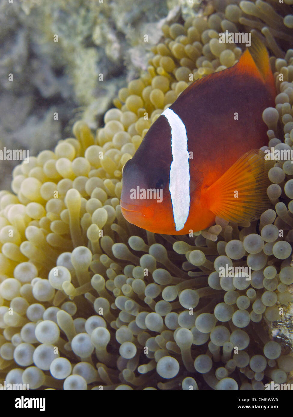 Rosso e Nero (Anemonefish Amphiprion melanopus), il litorale di corallo, Viti Levu, Figi e Sud Pacifico Foto Stock