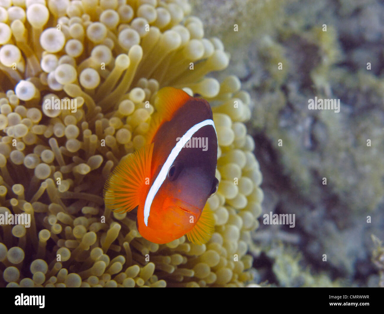 Rosso e Nero (Anemonefish Amphiprion melanopus), il litorale di corallo, Viti Levu, Figi e Sud Pacifico Foto Stock