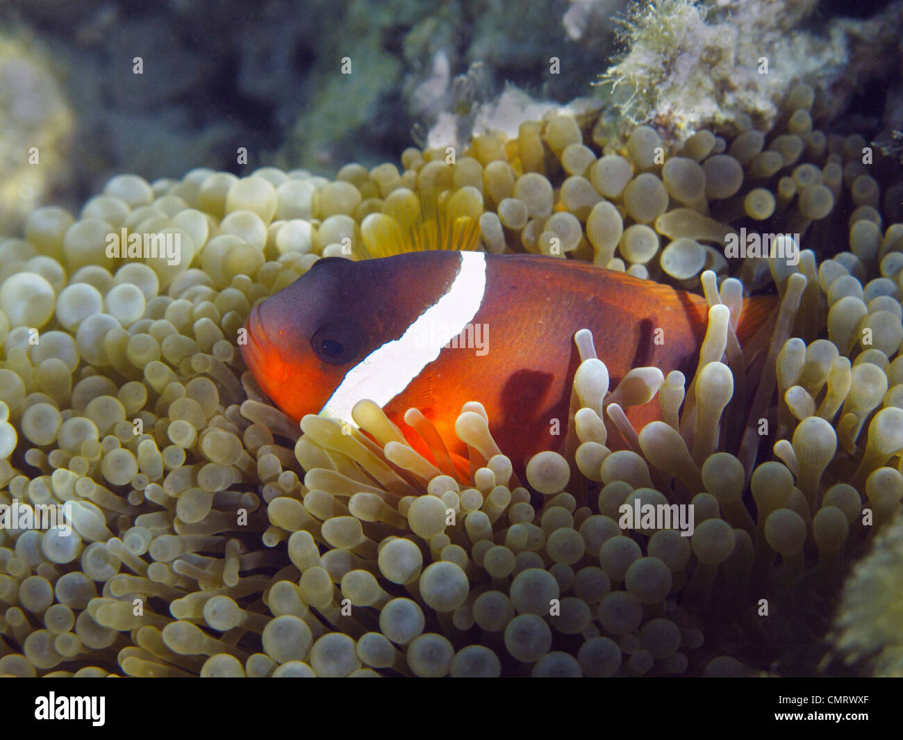 Rosso e Nero (Anemonefish Amphiprion melanopus), il litorale di corallo, Viti Levu, Figi e Sud Pacifico Foto Stock