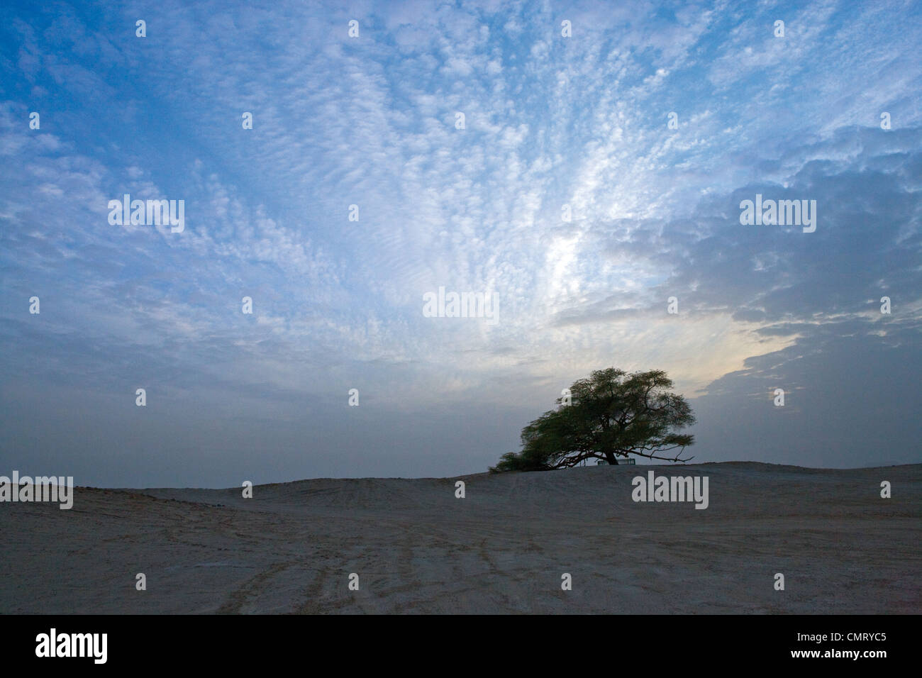 Bahrein, desertico area centrale, l albero della vita Foto Stock