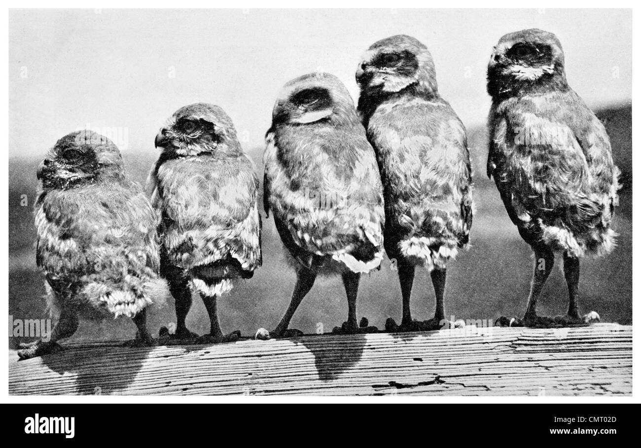 1923 scavando Owl Athene cunicularia pulcini Foto Stock