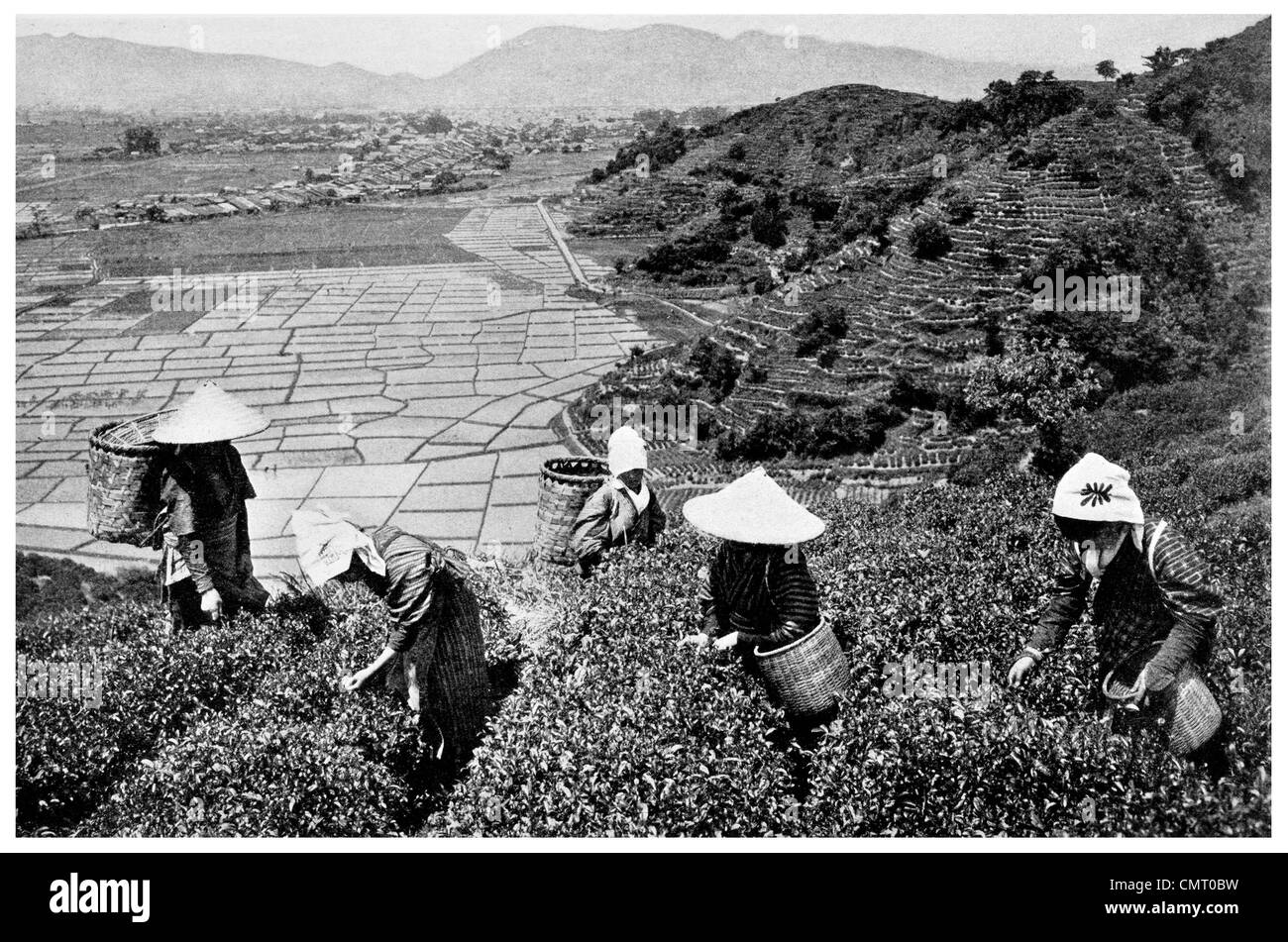 1923 il prelievo sulle colline di tè e Riso Crescente pianure Giappone Camellia sinensis Oryza sativa Foto Stock