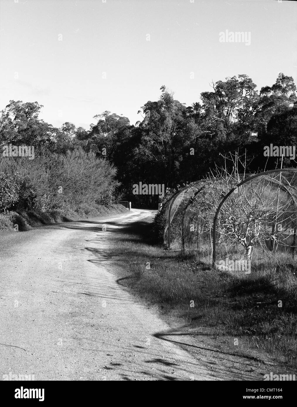 Una strada nel paese passato venti alberi da frutto verso la foresta Foto Stock