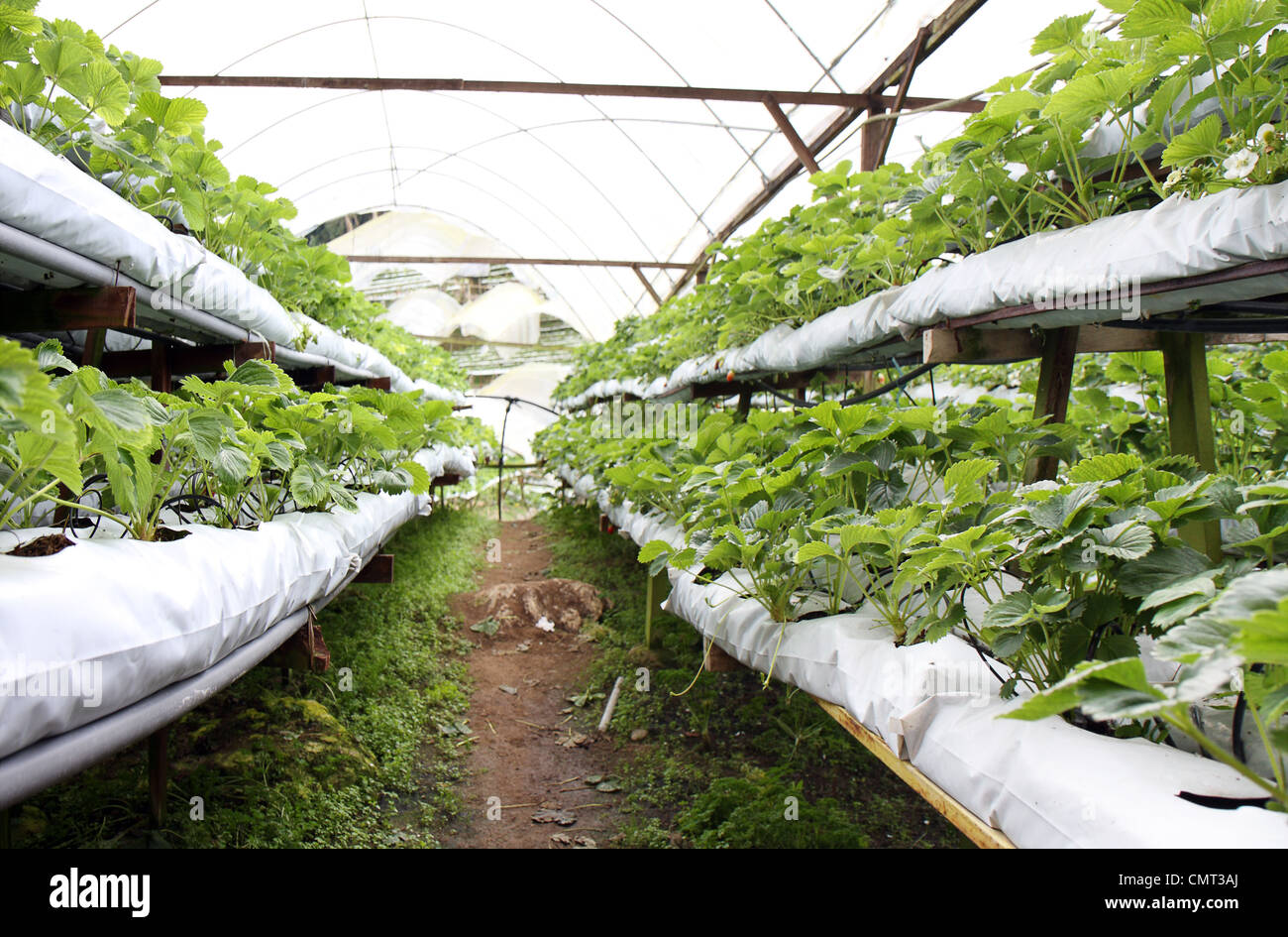 Le righe e le pile di piantine di fragole in serra a la Strawberry Farm. Foto Stock