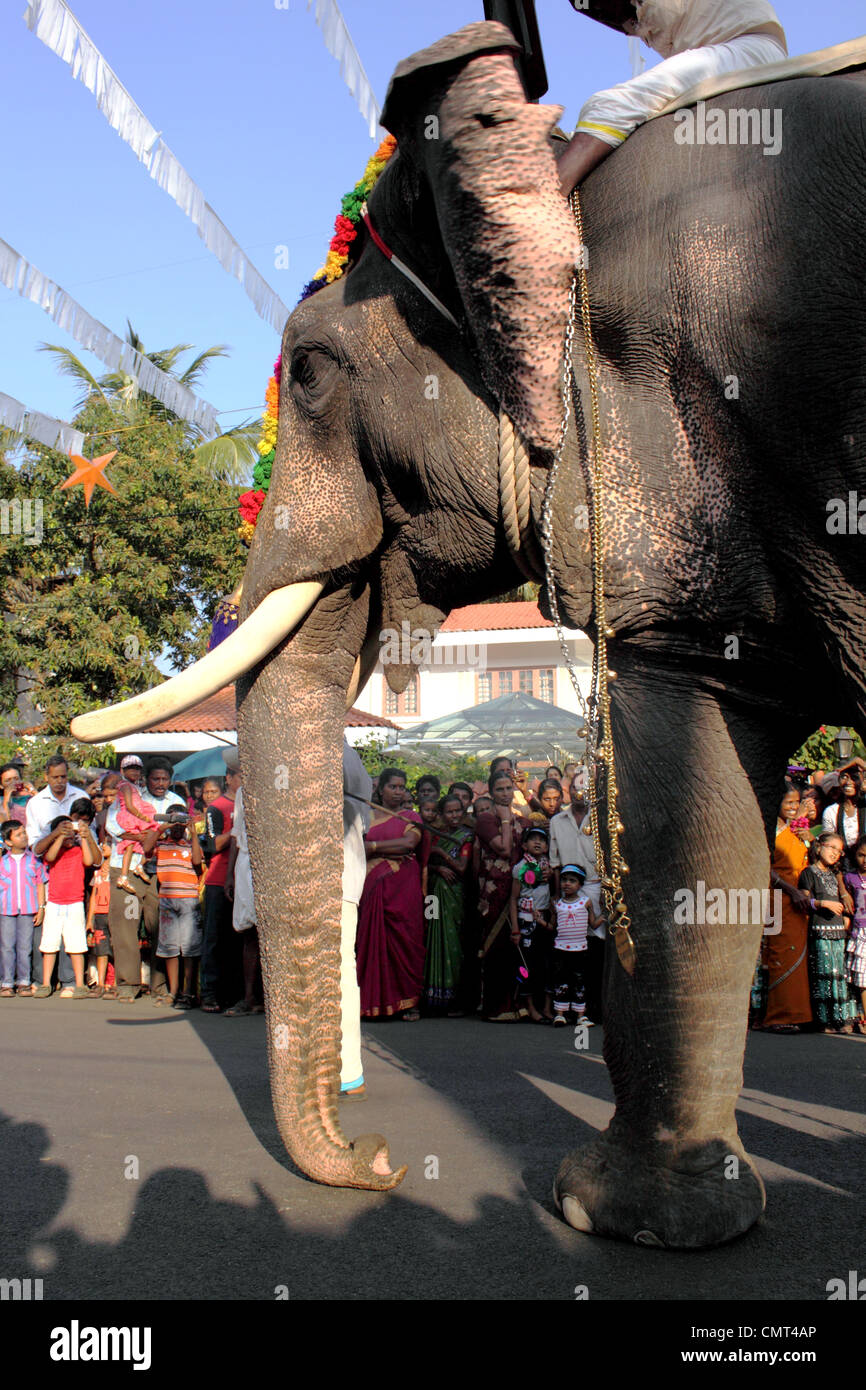 Elefante IN UN FESTIVAL Foto Stock