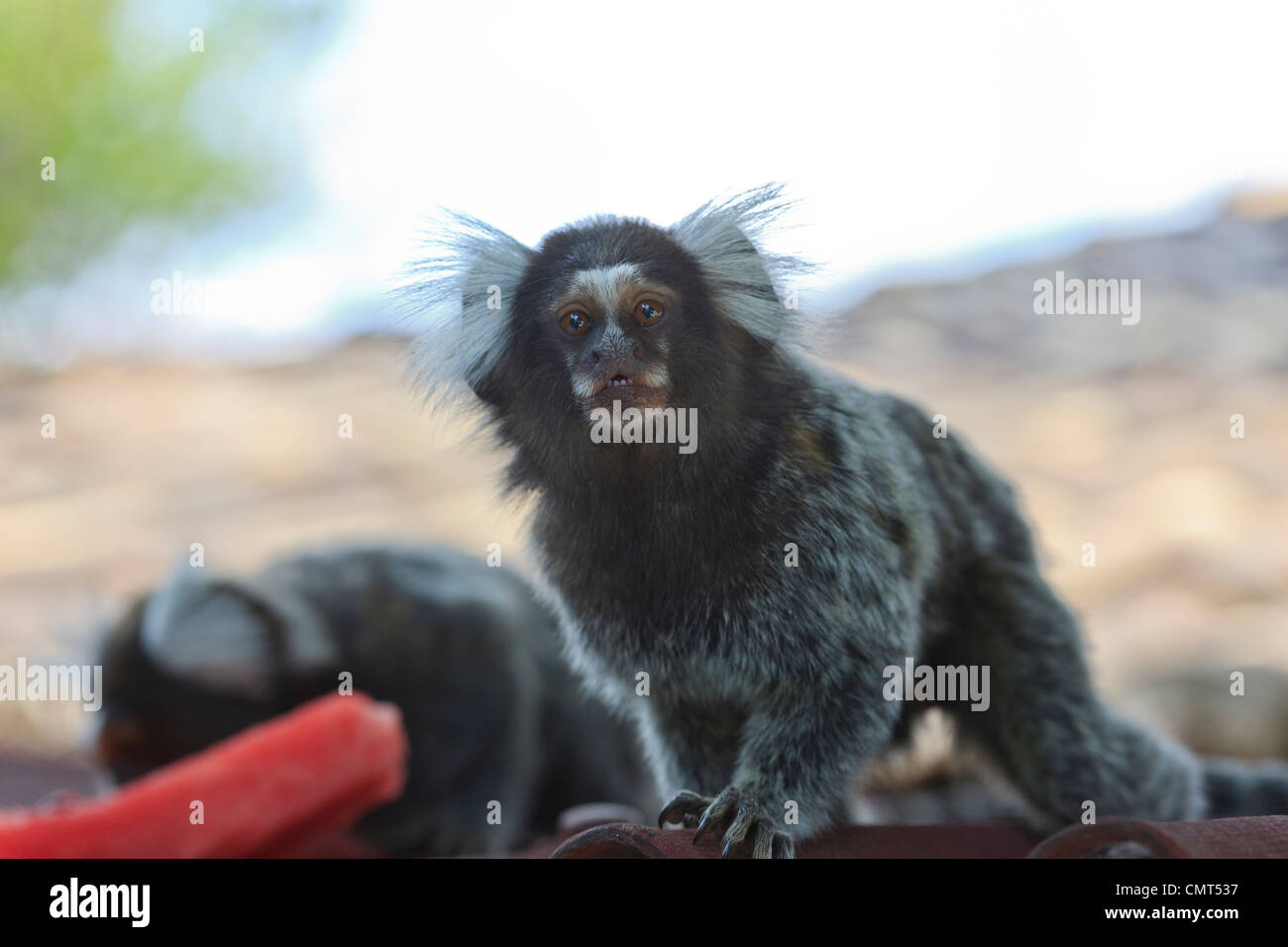 Albero di scimmia, Soinin, Callitrix jaccus, Marmoset, Tibau do Sul, Rio Grande do Norte, Brasile Foto Stock