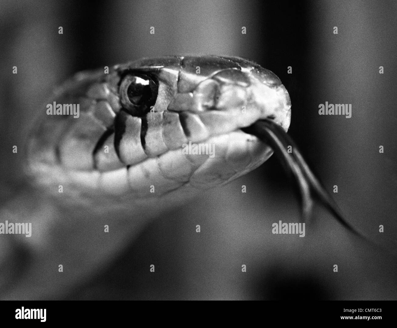 Anni sessanta close-up testa di serpente spuntavano lingua Foto Stock
