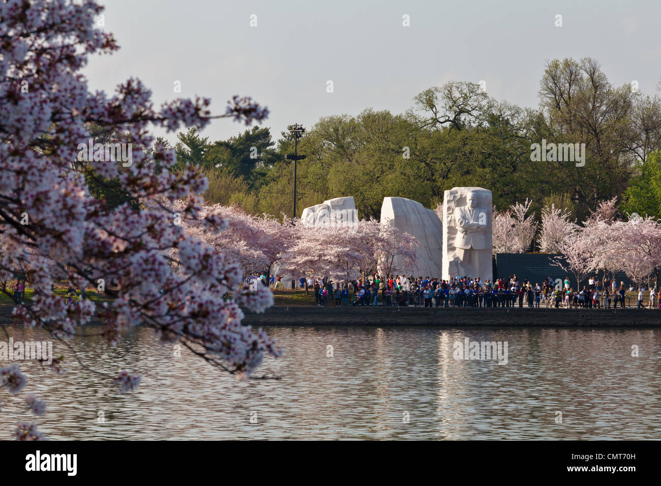 Fiori Ciliegio intorno al bacino di marea in Washington DC con Martin Luther King Memorial Foto Stock