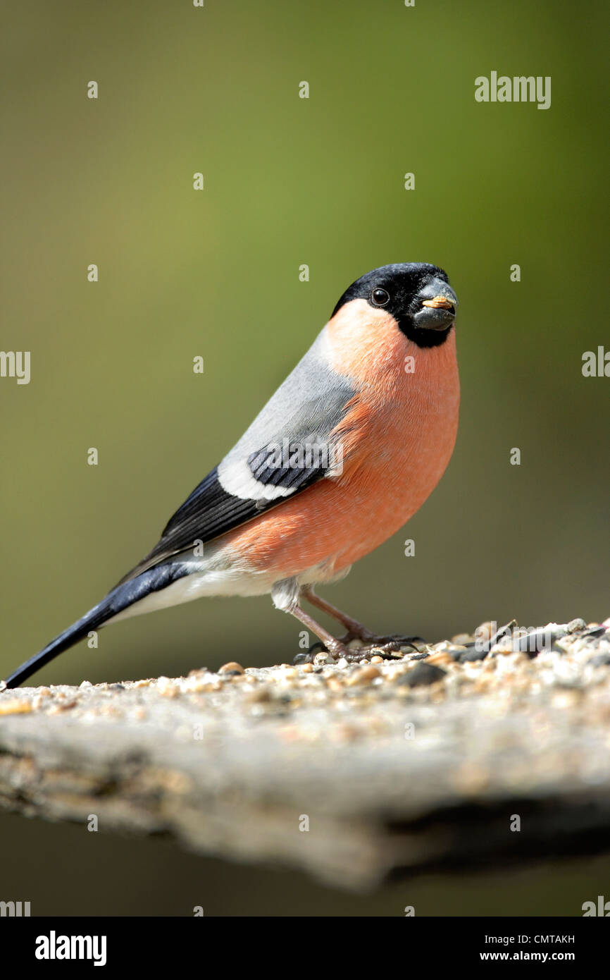 Un maschio Bullfinch (Pyrrhula pyrrhula) alertly arroccato su di una tavola di alimentazione. Foto Stock